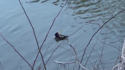 Hooded Merganser on The Humber River Toronto