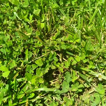 How Does "Clover" Appear In Lawn?