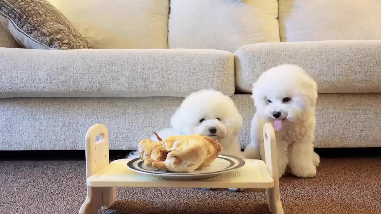 Dogs Puppies Reaction Cute & Funny videos,...