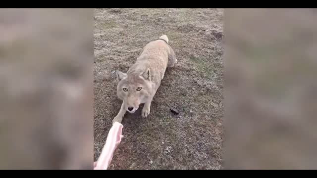 Tibetan fox get food