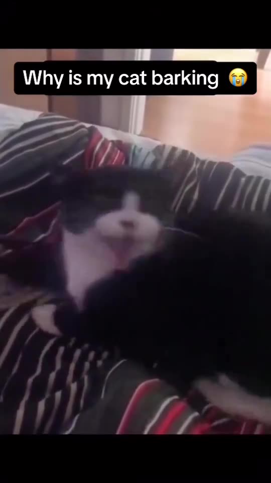 "A Paw-some Tale: The Little Cat who Found Fur-ever Family with Dogs!"