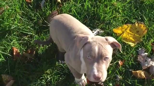 Beautiful Pit bull Playing!!!