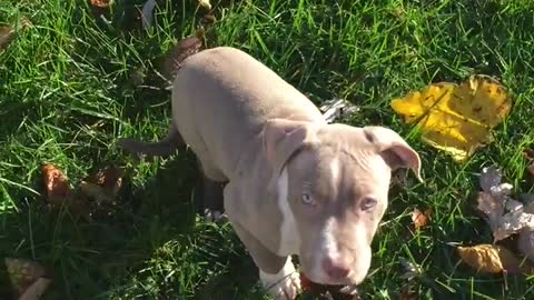 Beautiful Pit bull Playing!!!