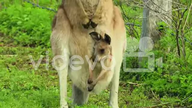 Kangaroos with baby joey in pouch graze in an open field in Australia 2