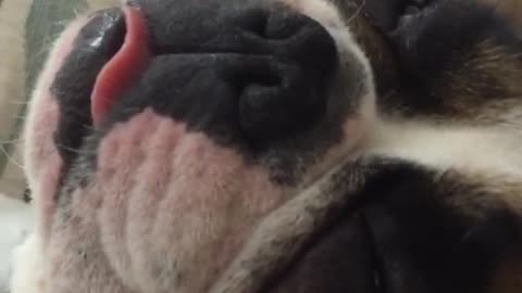 Dog sleeping and sticking tongue out