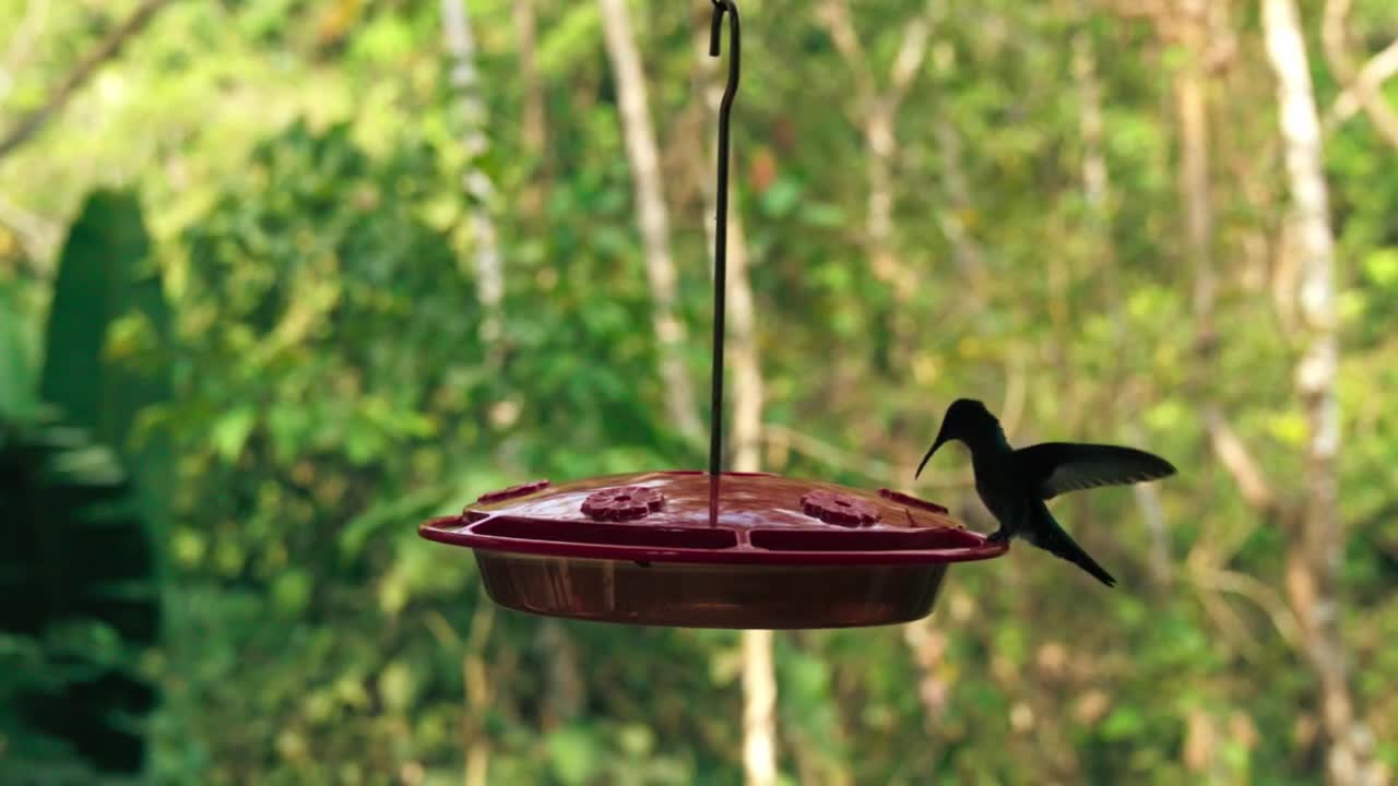 humming bird friendly nature l humming bird videos