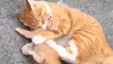 Baby cat cute and funny 🐈🥀🥀🥀😘