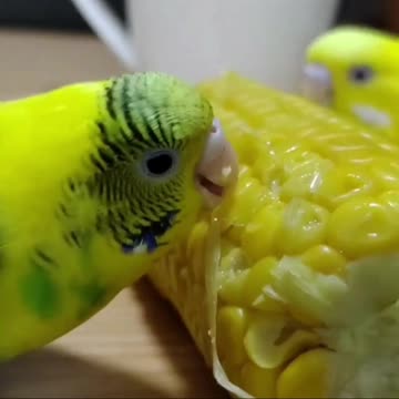 Love bird eats corn in the morning 2
