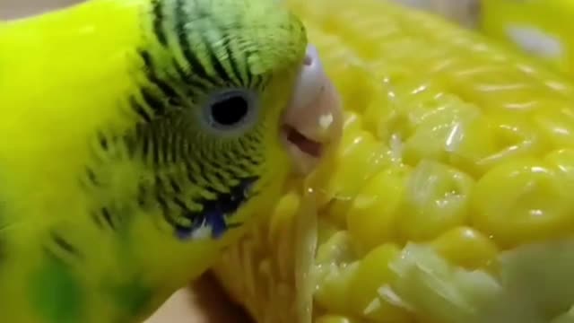 Love bird eats corn in the morning 2