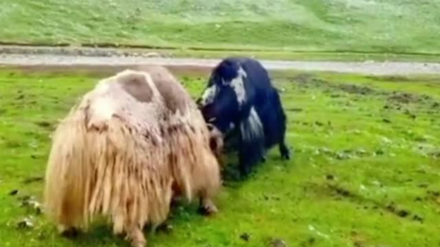 These two yaks are fighting. They're yaks, right?