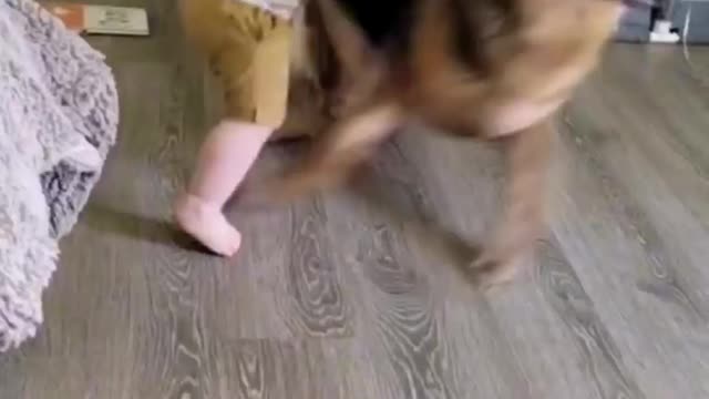 Funny baby playing with dog!