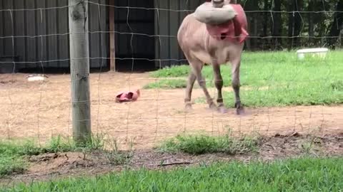 Donkey Plays with Popped Toy