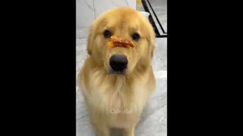 Dog eating 😃😆