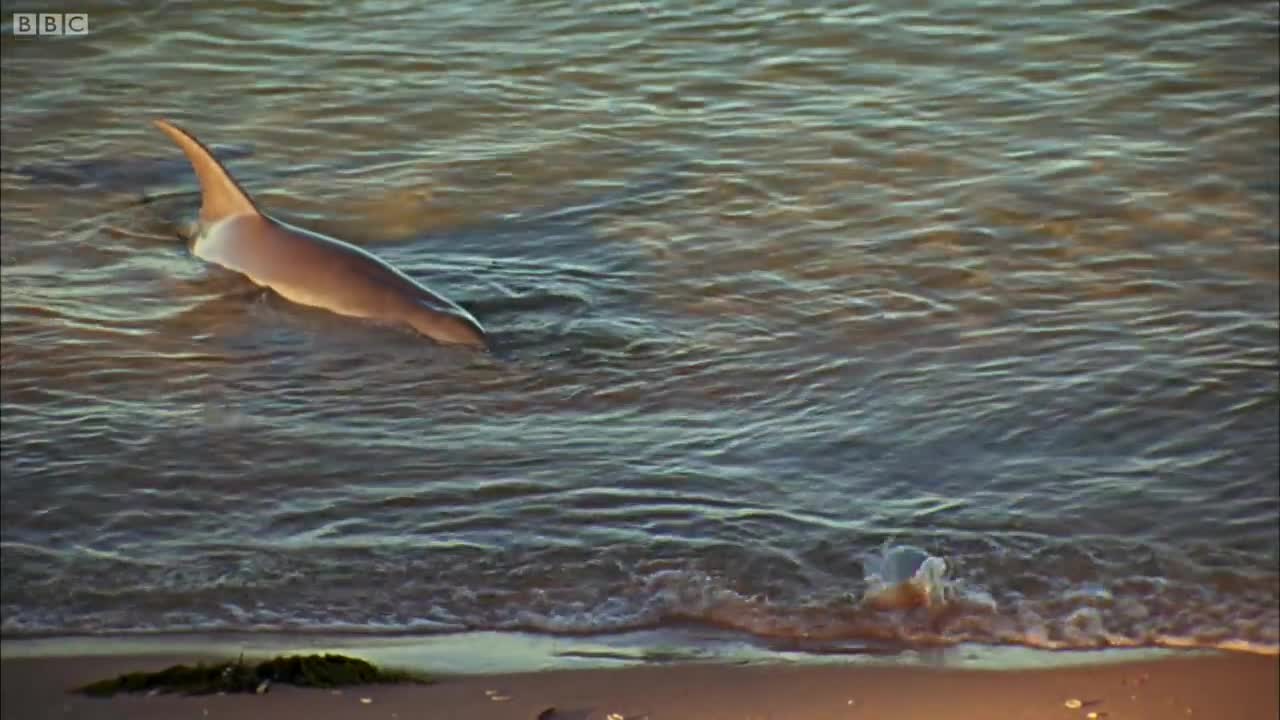 Hydroplaning Dolphins | Planet Earth | BBC Earth