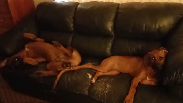 Pair Of Relaxing Ridgebacks, Two Styles At Once