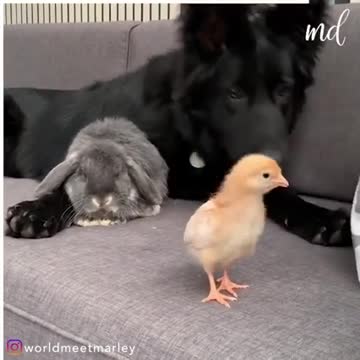 Dog 🐕 vs coq 🐓