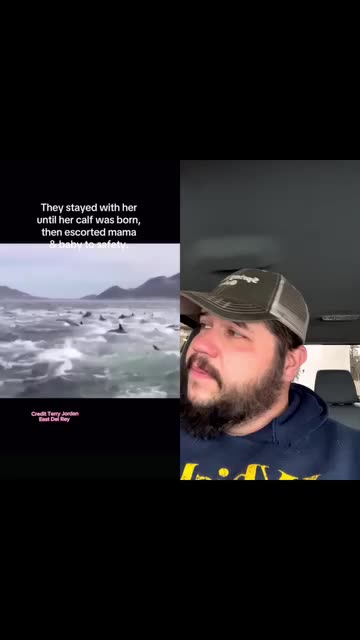 Whale 🐋 had babies and sharks 🦈 came but dolphins defended🫶🥹