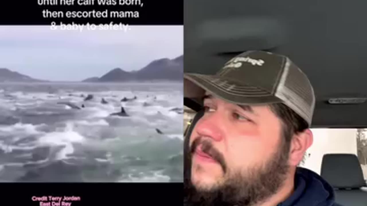 Whale 🐋 had babies and sharks 🦈 came but dolphins defended🫶🥹