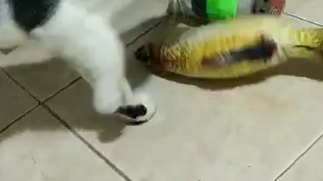 Playful cat with his fish toy 😂