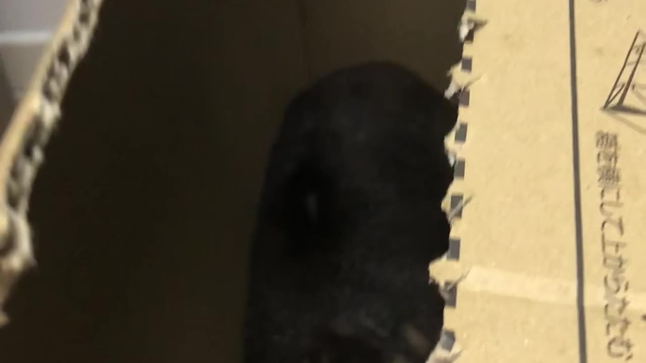 Rock Hyrax Hides in Cardboard Box