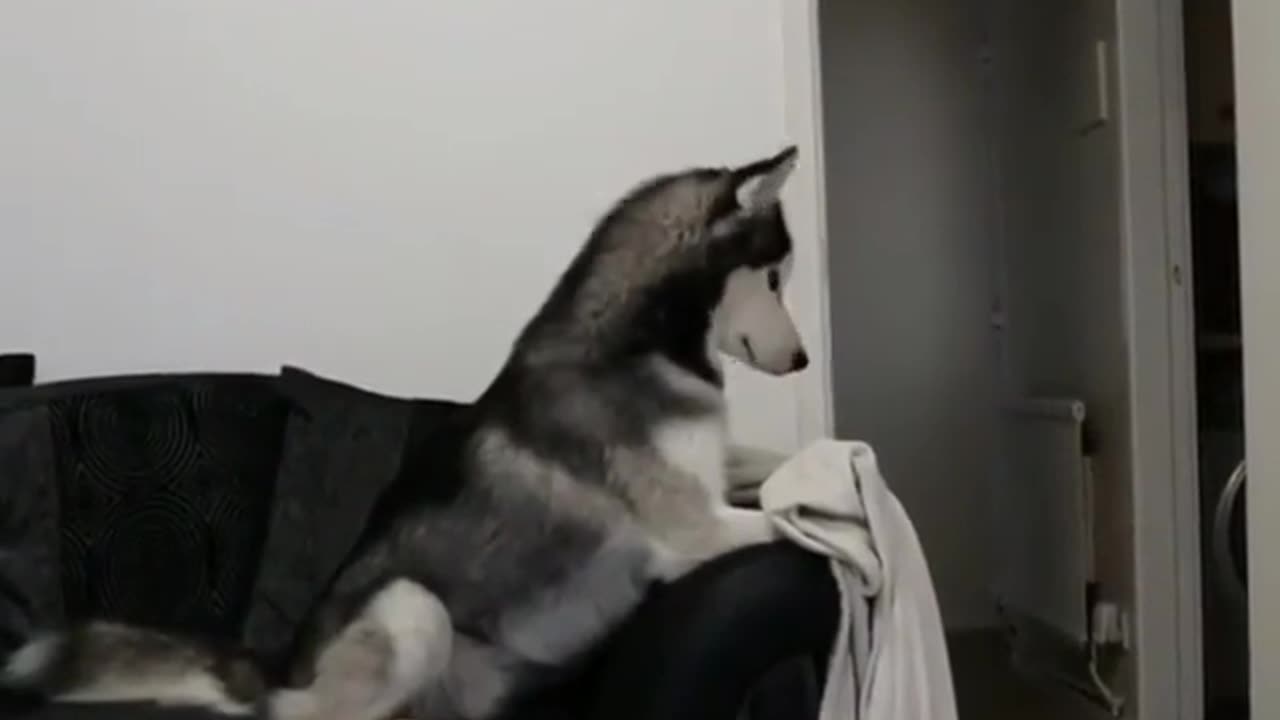 Husky’s funny daily life#husky #funny #dog