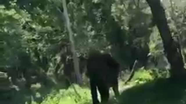 🐘😱Angry elephant chasing 🐘 |😱