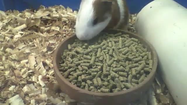 Porquinho da índia branco e marrom comendo o almoço [Nature & Animals]