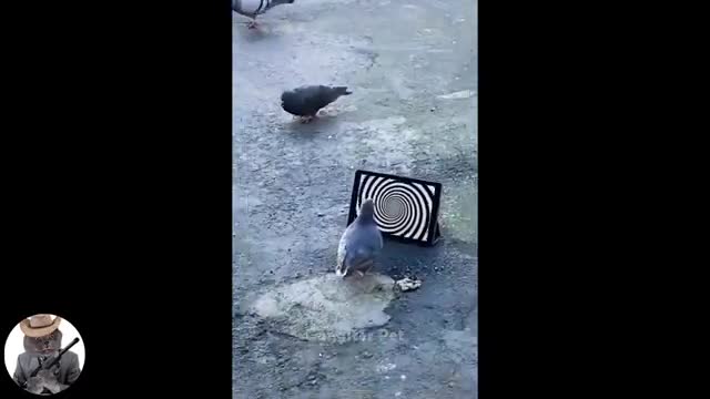 Randomly selected funny animal videos