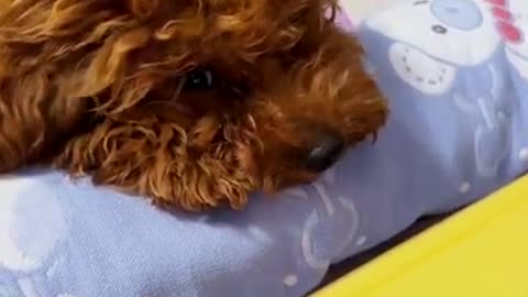 Funny video of pets