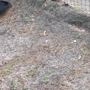 Vulture Action at Gatorland Orlando, Florida