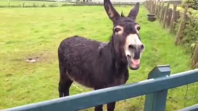 Funny Donkey