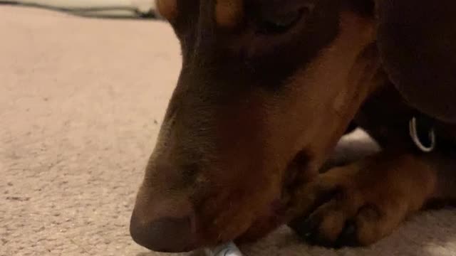 Mini Dachshund Versus a Pen