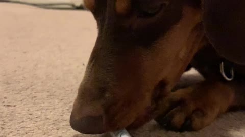 Mini Dachshund Versus a Pen