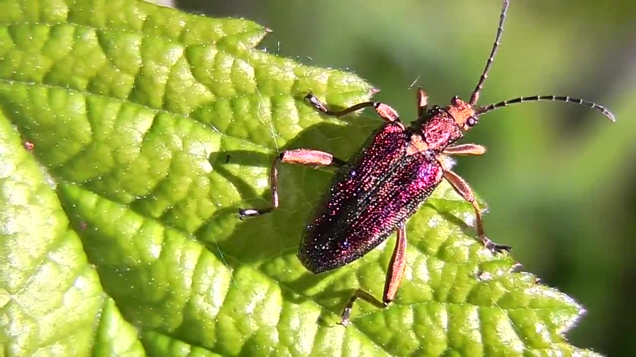 I don’t know what kind of beetle, but very beautiful