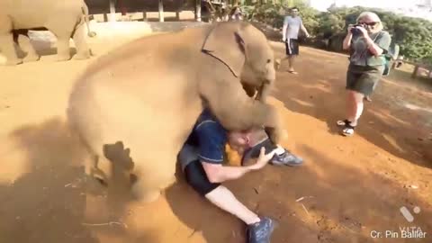 UNEXPECTED Animal Attacks! | Crazy & Funny Animal Videos (2022