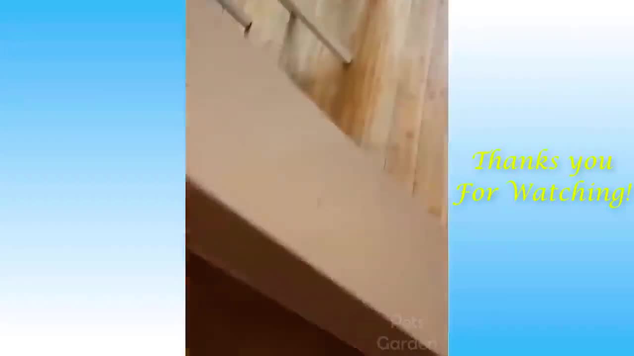 cute and funny animals video so precious