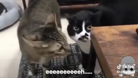 Talkative Cats - Your cats can speak too!!!