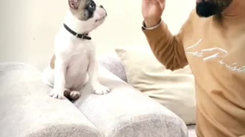 Dog Training Tips