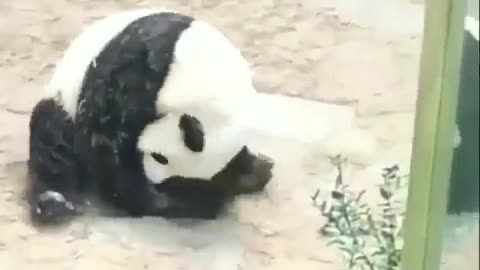 A cute panda rolling 🐼