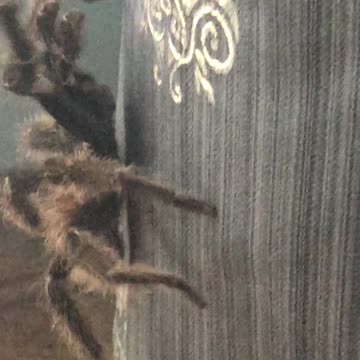 A huge spider walks at house