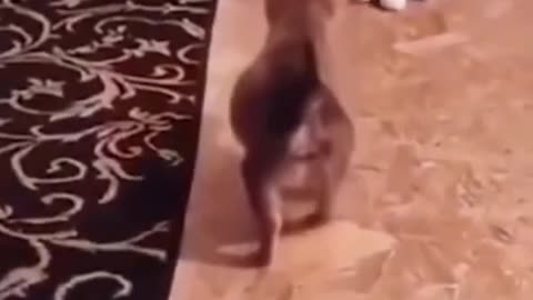 Funny Animal Videos 2024 Best Dogs And Cats Videos 😺😍 # 28