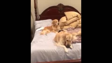 Funny animals and babies - Funny cats and dog two