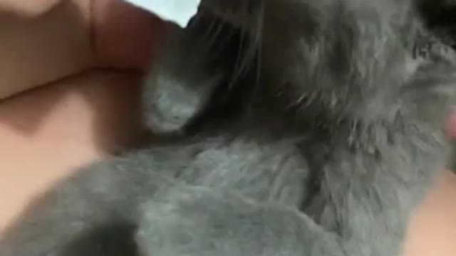 Baby cats - cat 🙀 and funny cat video Compilation #cats #dogs #shorts | Cat funny life