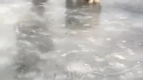 dog playing on ice