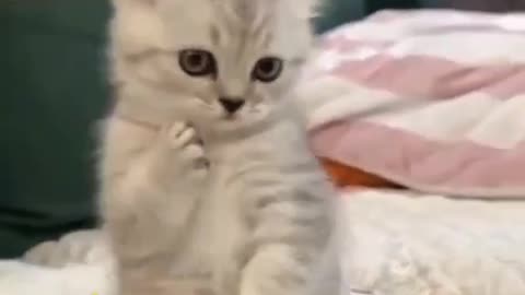 #cat