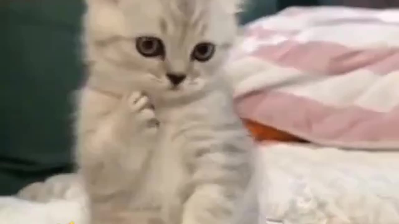 #cat