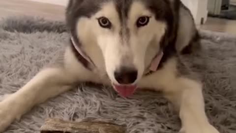 Meeka The Talking Husky Does NOT Like To Share Her Fish