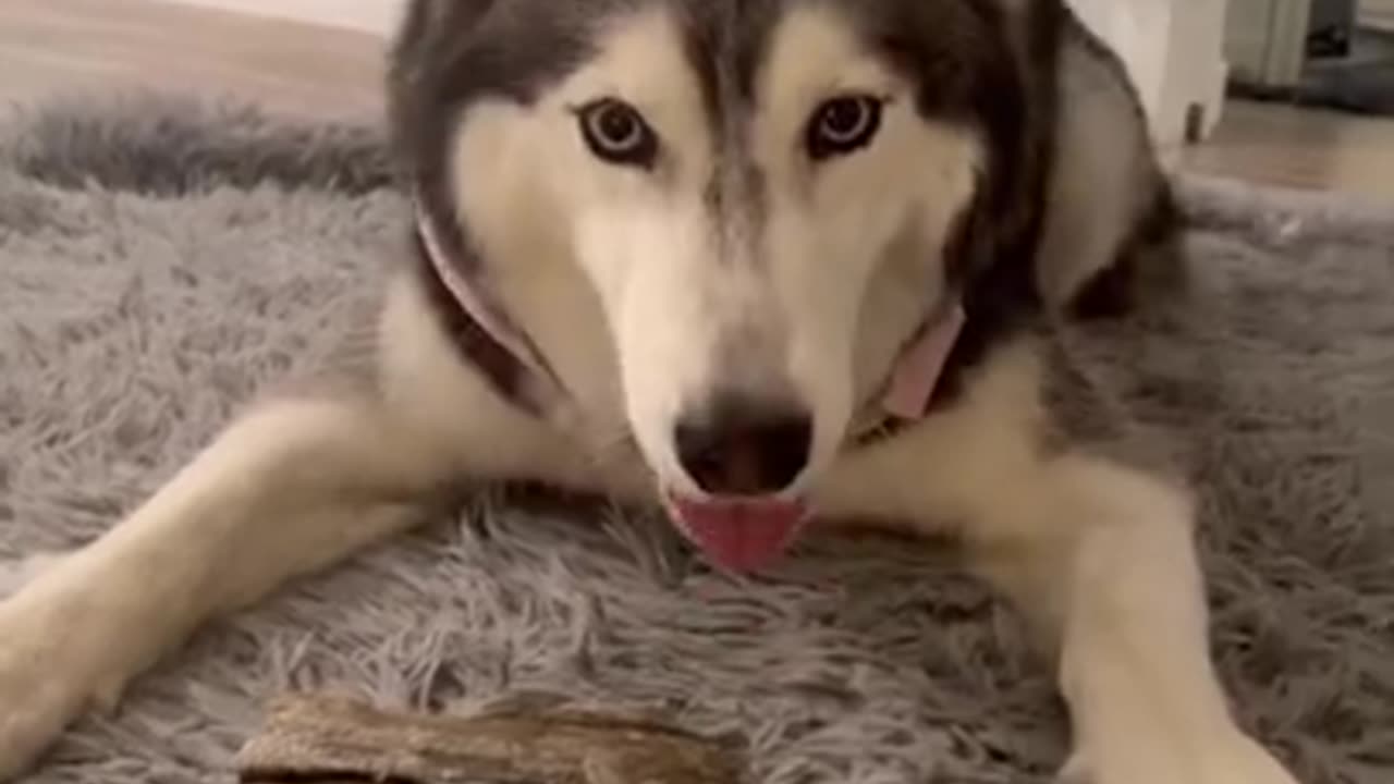 Meeka The Talking Husky Does NOT Like To Share Her Fish