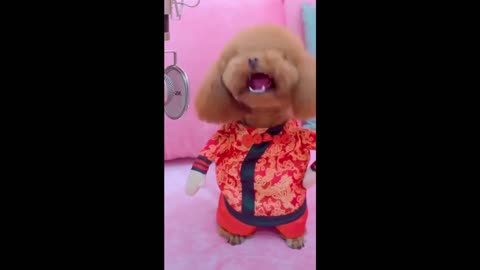 Baby Dogs - Cute and Funny Dog Videos