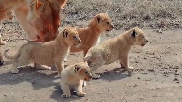 Cute baby Lion